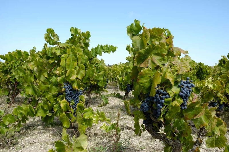 Wine tasting in the cellar - The Value of the Experience