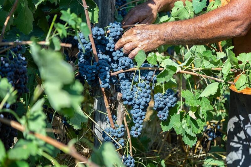 Wine Tasting in Winery from Naples - An In-Depth Look at the Experience