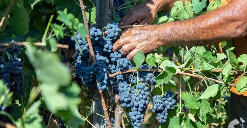 Wine Tasting in Winery from Naples - Summary: Who Should Consider This Tour?