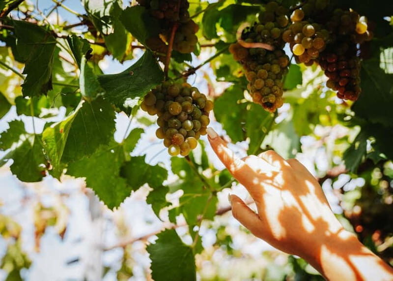 Wine Tasting on Mt. Vesuvius - Who Should Consider This Tour?
