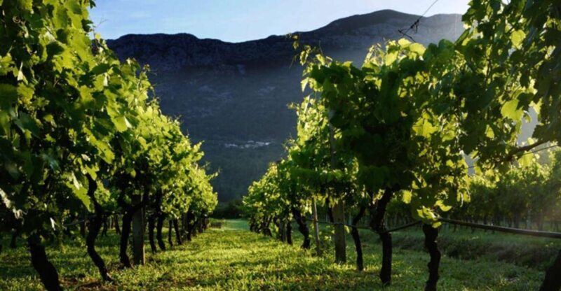 Wine tasting on Peninsula Peljeac wine tour from Dubrovnik - Key Points