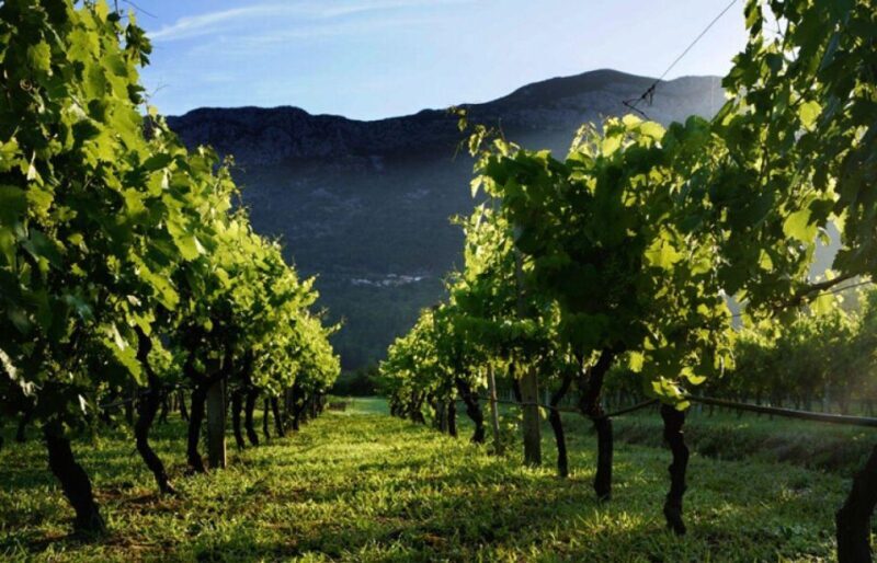 Wine tasting on Peninsula Peljeac wine tour from Dubrovnik - Transportation and Practicalities