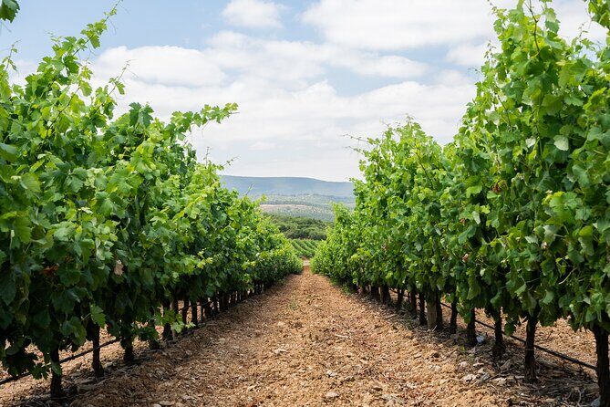 Wine Tasting + Private Tour Coastal Near Lisbon - Key Points