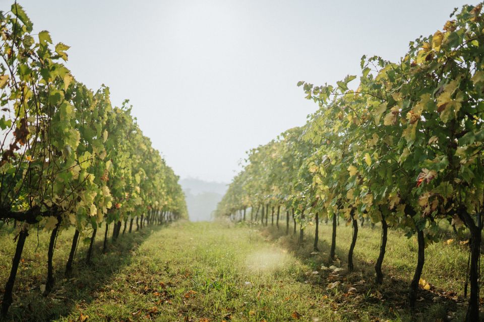 WINE TASTING TOUR - Highlights