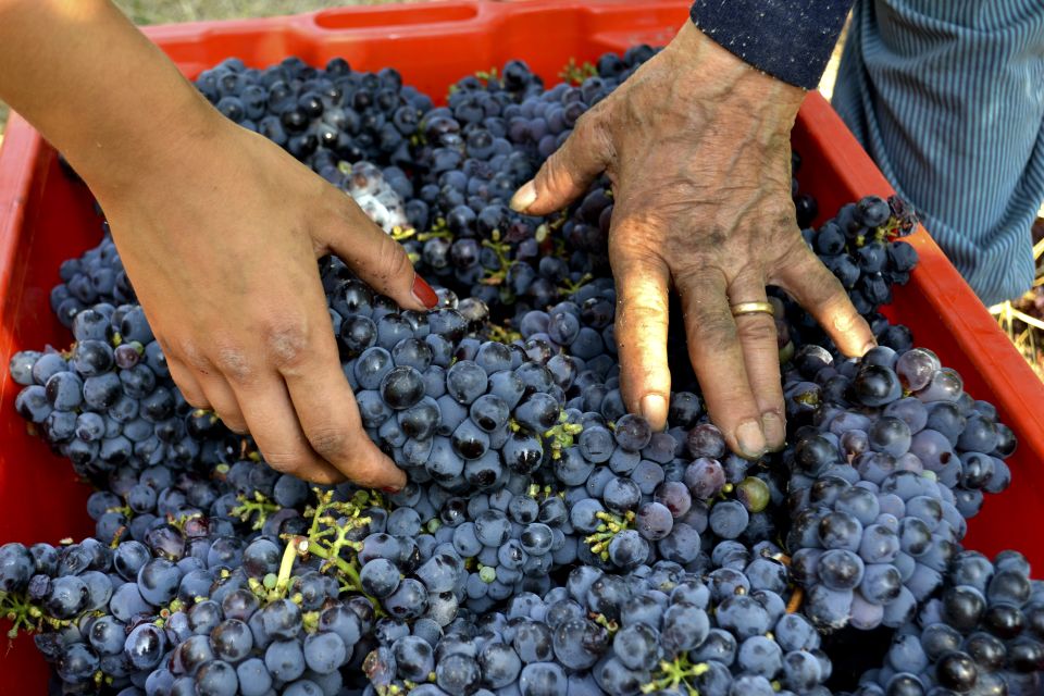 WINE TASTING TOUR - Customer Feedback