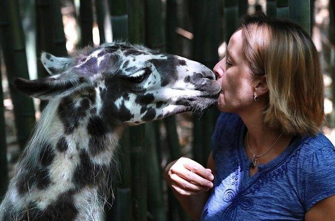 Wine Tasting with Llamas, Alpacas and Guanacos - The Farm and Its Furry Residents