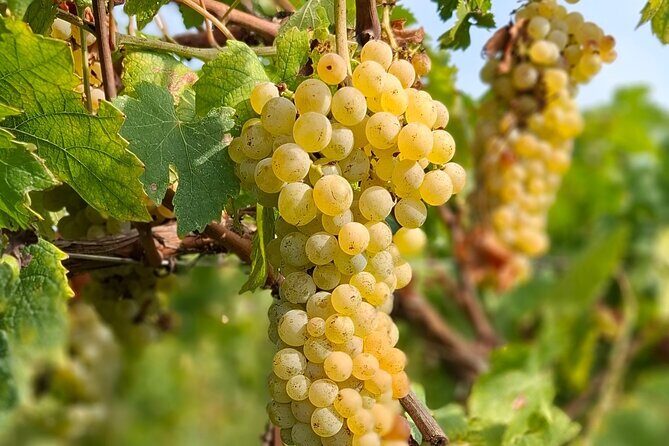 Wine Tasting with the winemaker in Villa Santa Eurosia - An In-Depth Look at the Experience