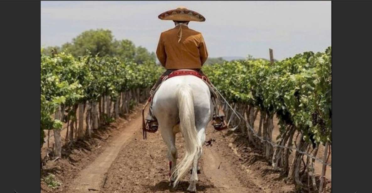 Wine Tour and Horseback Ride in Guanajuato City - Winery Experience