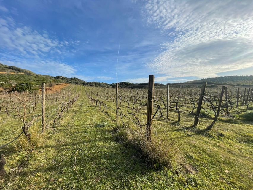 Wine Tour and Lunch or Dinner at Our Vineyard - Typical Sardinian Dishes and Drinks