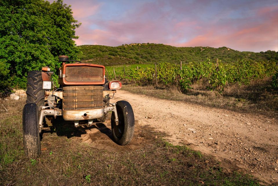 Wine Tour and Lunch or Dinner at Our Vineyard - About the Vineyard