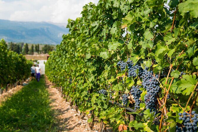 Wine Tour and Tasting on Garda Hills - Who Will Enjoy This Tour?