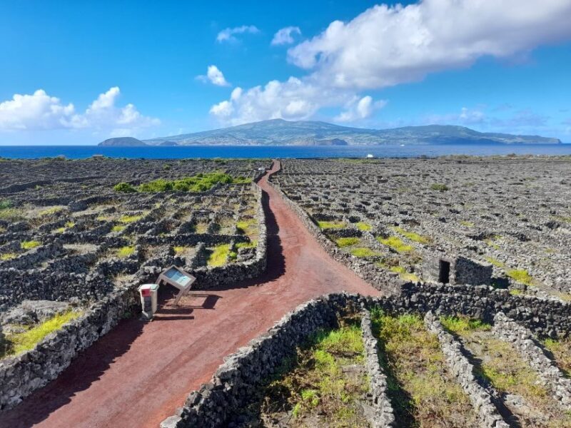 Wine Tour and Tasting with a local Winemaker at Pico Island - Practical Considerations and Value