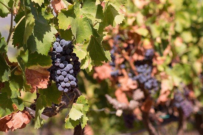 Wine tour aroud vineyards of Cagliari - Overall Experience