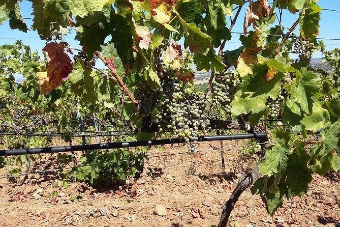 Wine tour aroud vineyards of Cagliari - Final Thoughts