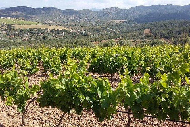 Wine Tour Aroud Vineyards of Cagliari - Exploring Cagliaris Picturesque Countryside