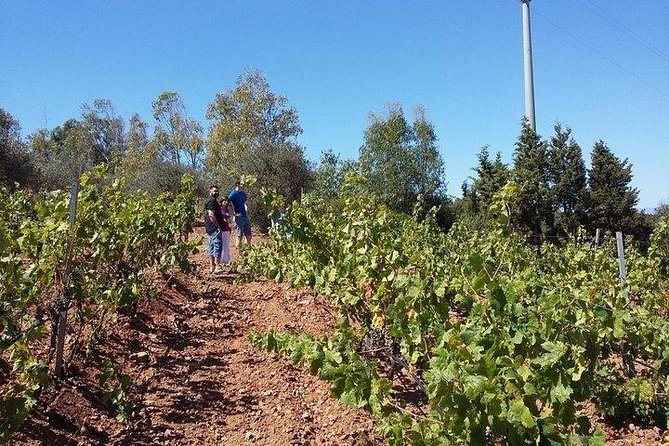 Wine Tour Aroud Vineyards of Cagliari - Visiting the Cellar and Barrel Rooms
