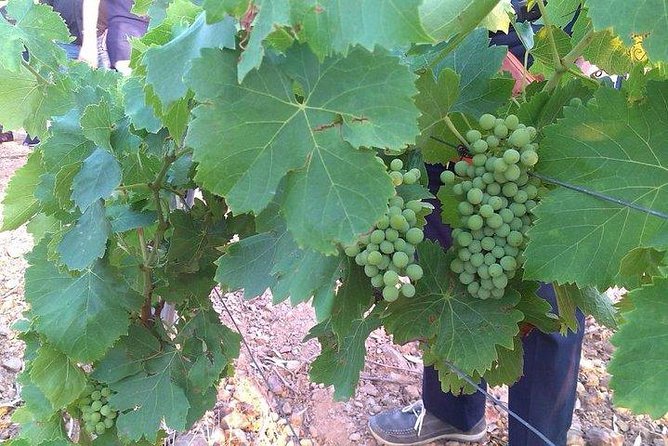 Wine Tour Aroud Vineyards of Cagliari - Guided Wine Tasting Experience