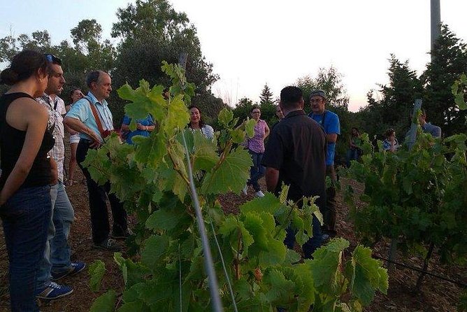 Wine Tour Aroud Vineyards of Cagliari - The Sum Up