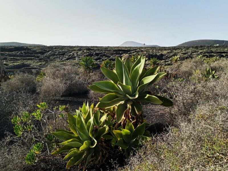 Wine Tour Discovering the Origins of Vineyards in Lanzarote - Suitability and Accessibility