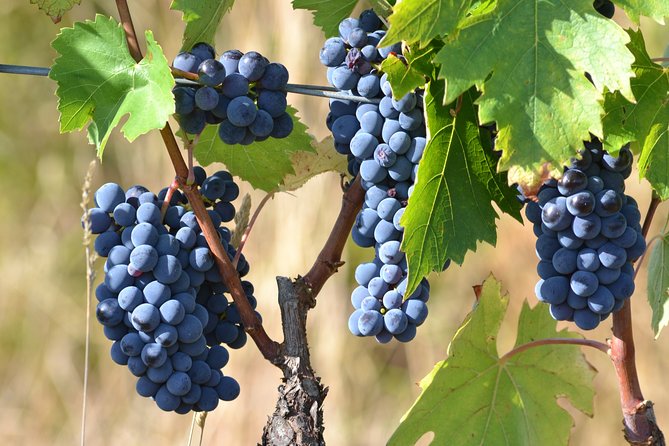 Wine Tour Experience Review: Worth the Hype - Meeting and Pickup Details