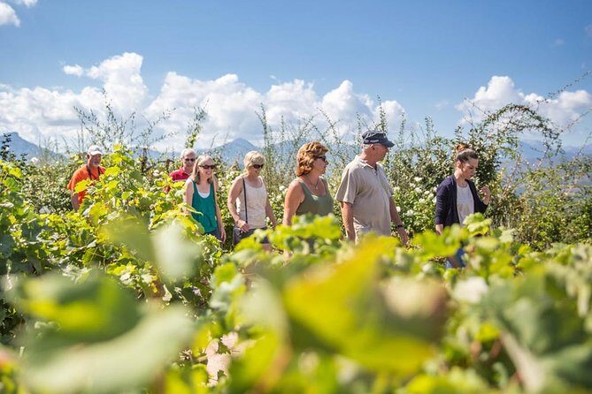 Wine Tour in Nemea from Nafplio - Why This Tour Works