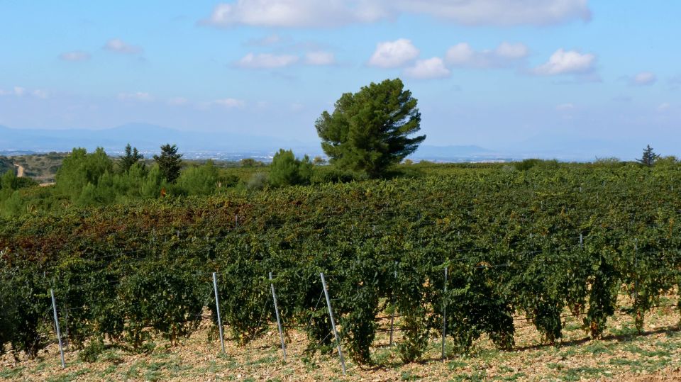 Wine Tour Sardinia - Wine Tasting Experience