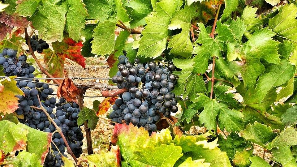Wine Tour Sardinia - Tour Inclusions and Exclusions