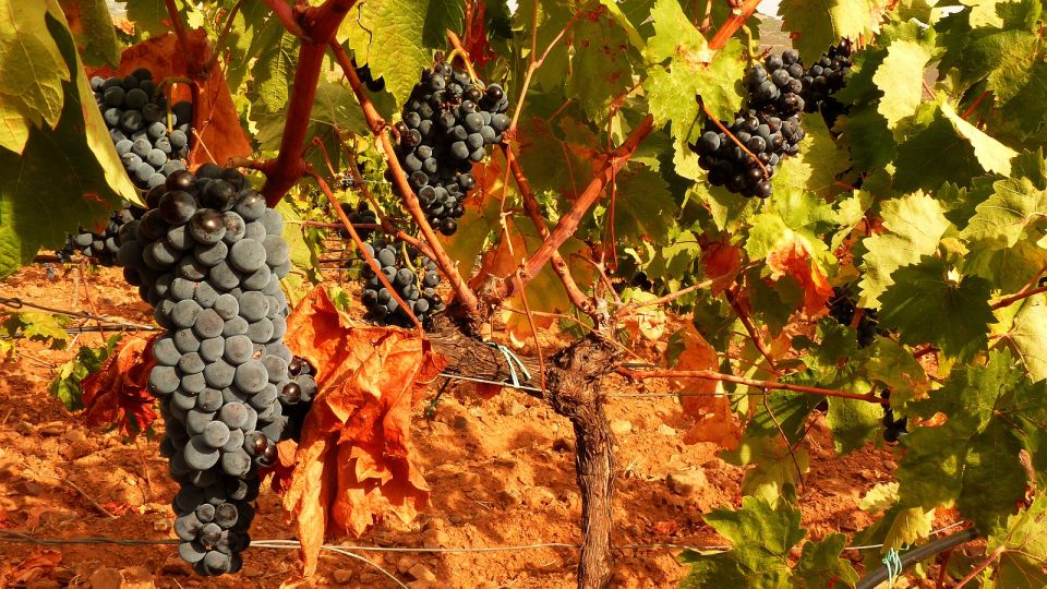 Wine Tour Sardinia - Frequently Asked Questions