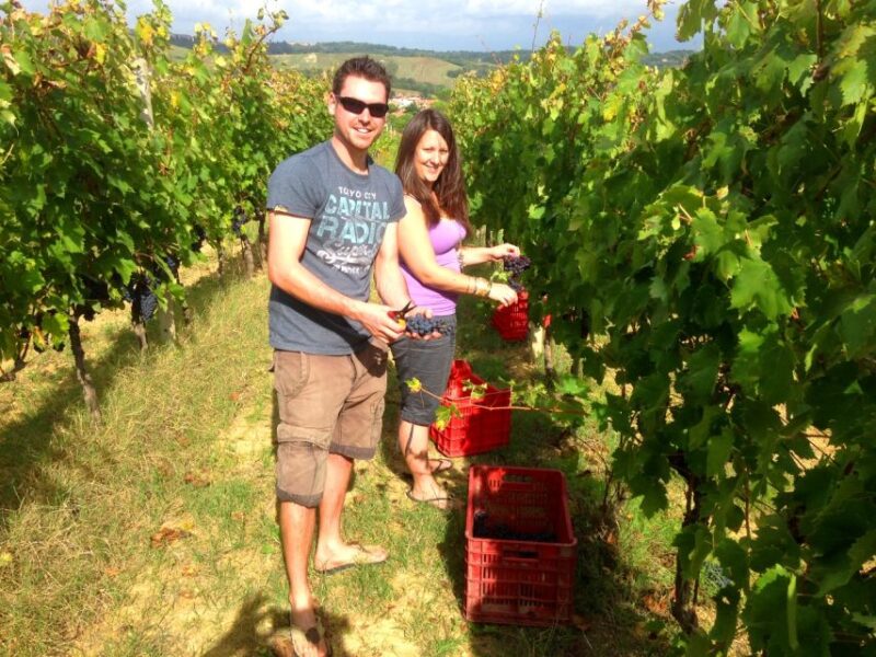 Wine Tour & Tasting in an Organic Winery in Arcadia, Greece - Wine Tasting Highlights