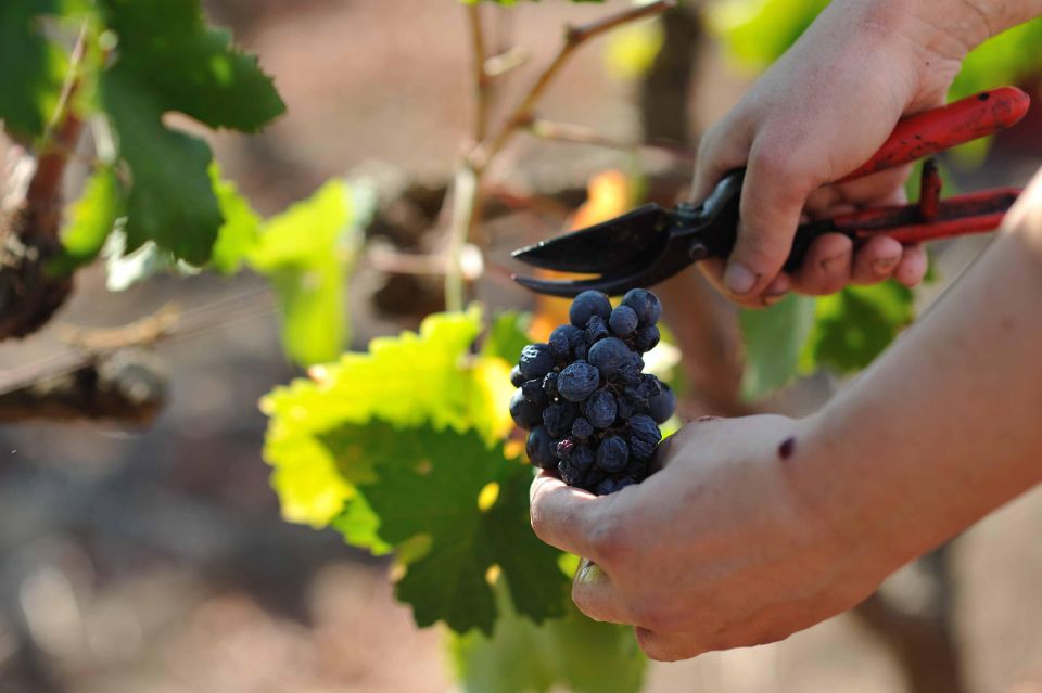 Wine Tour the Pearls of Manduria - Key Points