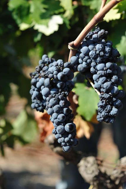 Wine Tour the Pearls of Manduria - Customer Feedback