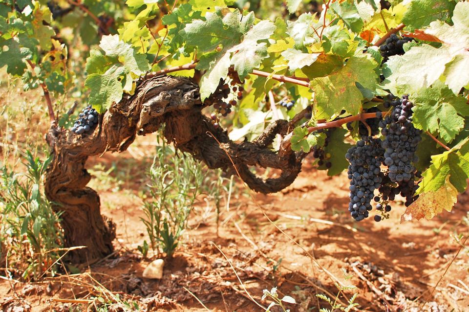 Wine Tour the Pearls of Manduria - Recap