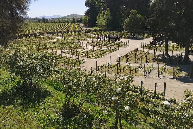 Wine Tour With 7 Tastings + Private Transport + Lapis Lazuli - Capturing the Tour Highlights