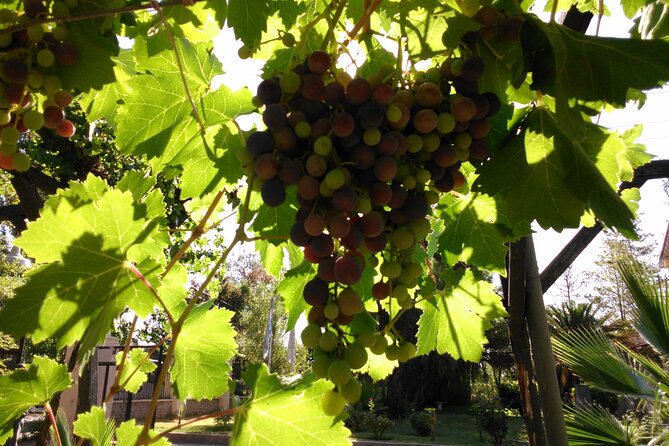 Wine Tour With Lunch From Mendoza - Good To Know
