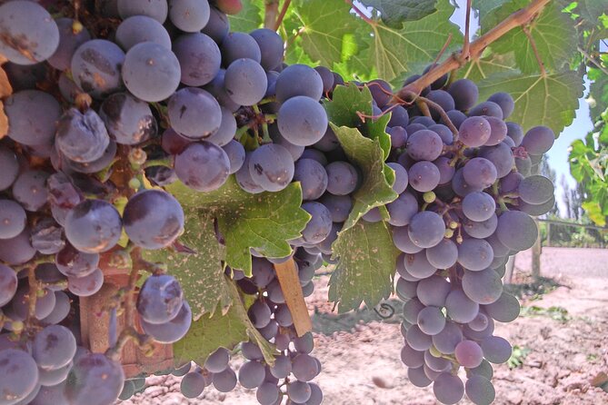 Wine Tour With Lunch From Mendoza - Inclusions and Exclusions