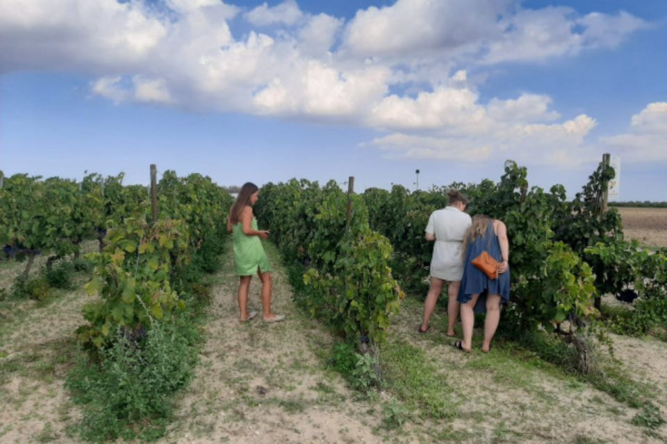 WINE TOUR WITH TASTING AND TRANSFER - Weather Conditions