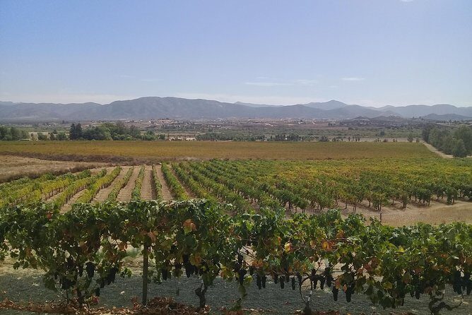 wine tours and driver service through valle de guadalupe, Ensenada B.C. Mexico - Key Points
