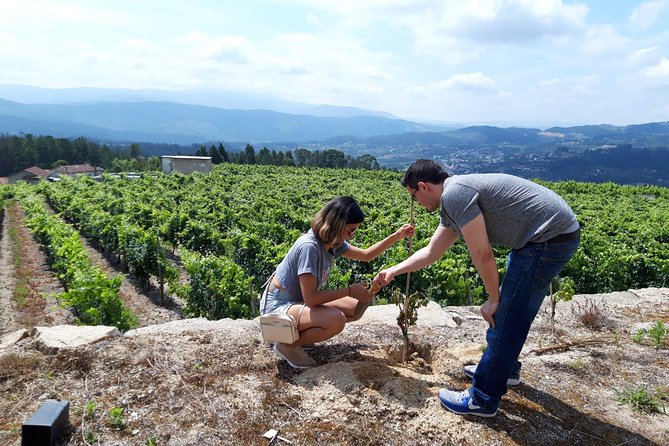 Wine & Vine Planting | Quinta De Santa Cristina Vinho Verde - Local Wine Varieties