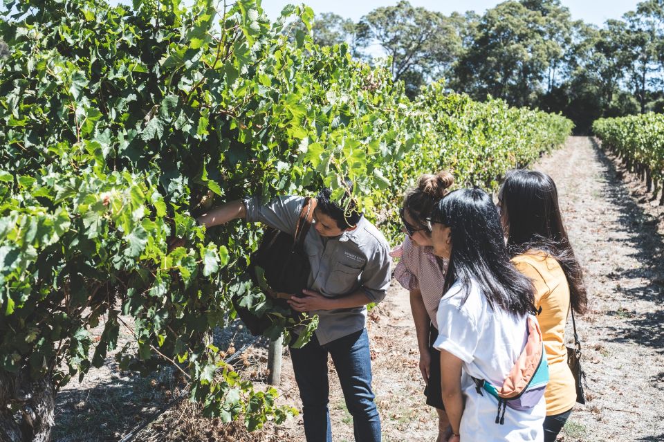 Winery Estate Tour & Wine-Paired Lunch - Customer Reviews