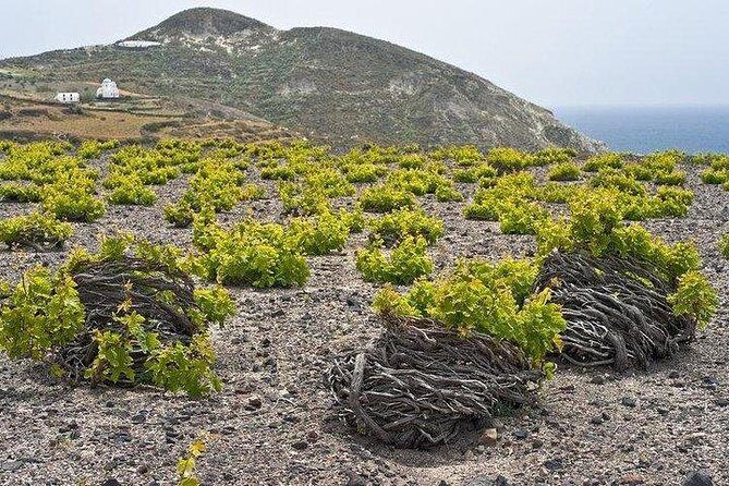 Winery - Oia Sunset Tour - Who Will Love This Tour?