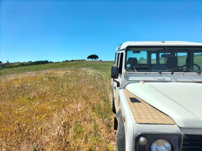 Winery, Tastings & 4WD Vineyards: Half-Day Trip from Lisbon - Key Points