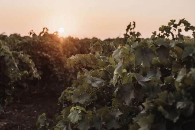Winery Tour and Tasting of Sicilian Organic Wines in Marsala - Wine Tasting Experience