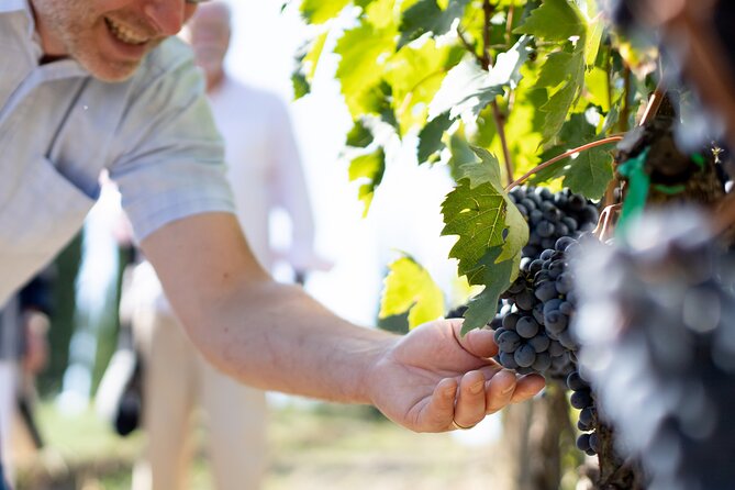 Winery Tour & Gourmet Tasting in Montalcino - Operated by Corte Pavone
