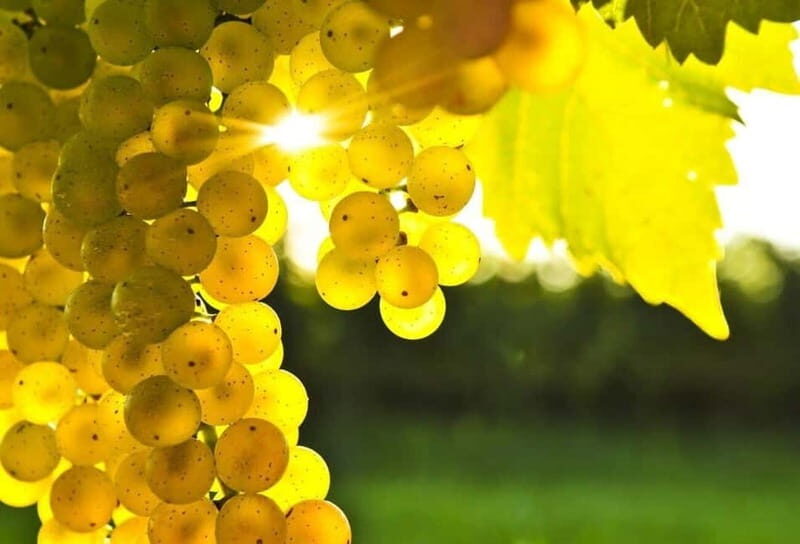 Winery tour in Marsala with wine tasting and local products - A Deep Dive into the Experience