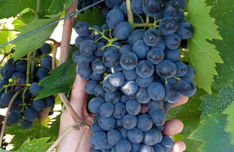 Winery Tour with Wine & Food Tasting near Riccione & Rimini - FAQ