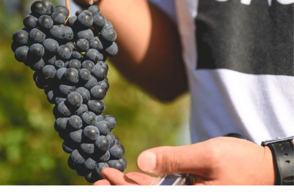 Winery Visit on Parma Hills & Wine Tasting With Food Platter - Wine Tasting Details