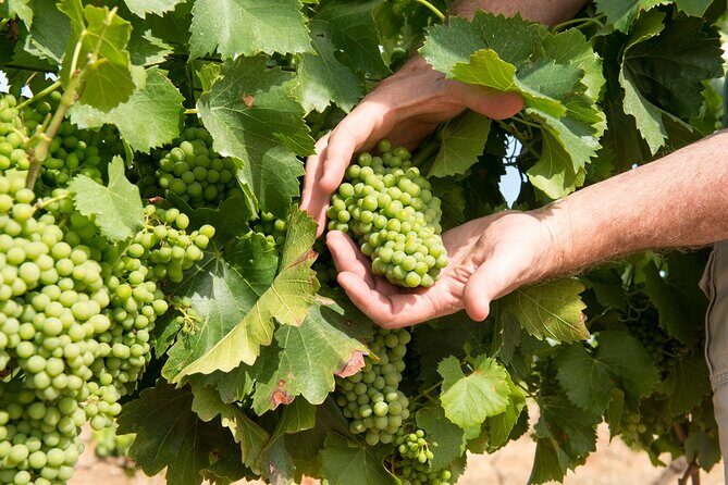 Wines and Whispers:Barossa Valley Private Wine Tour from Adelaide - Key Points