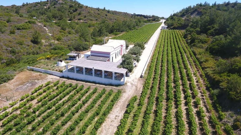 Wines of Rhodes: Traditional Wine Tasting in the vineyards - What to Expect from the Wine-Tasting Experience