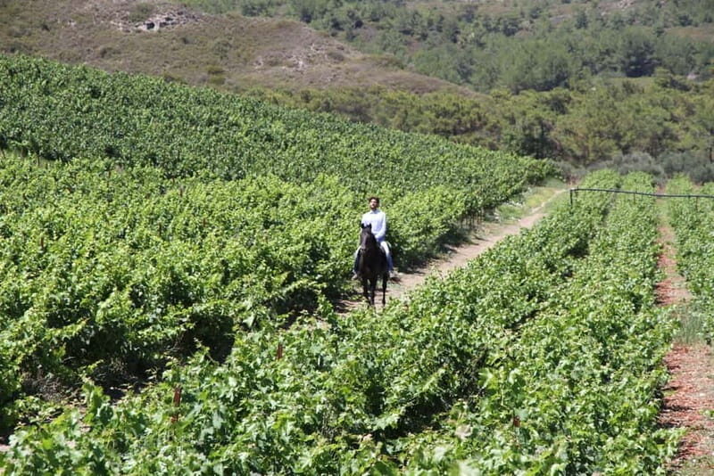 Wines of Rhodes: Traditional Wine Tasting in the vineyards - Final Thoughts