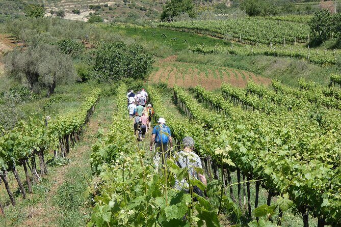 Winetasting tour in Alpeta winery - Roshnik village by 1001 Albanian Adventures - The Itinerary: A Step-by-Step Breakdown